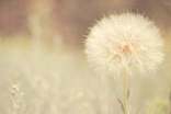 女人梦见绿色的蒲公英有什么征兆