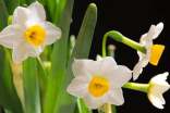 水仙买回来怎么处理