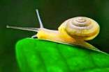 蜗牛是益虫还是害虫？蜗牛介绍