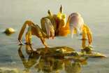 梦见螃蟹预示着些什么？