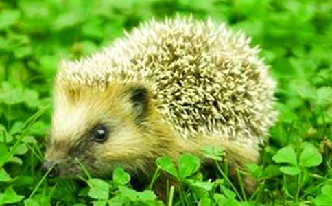 小刺猬烫发教案11篇