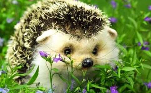 《小刺猬烫发》大班教案