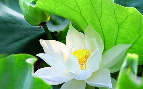 梦见荷花含苞待放