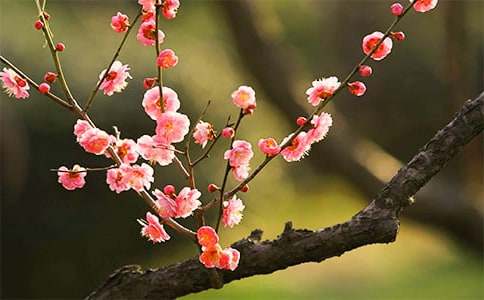 梦见梅花