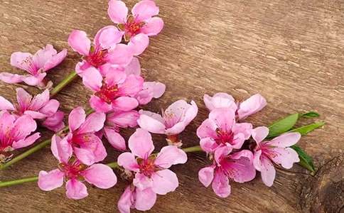 梦见满地桃花