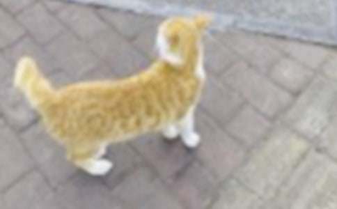 梦见蛇吃小猫