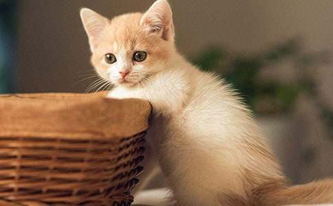 梦见捡到小猫