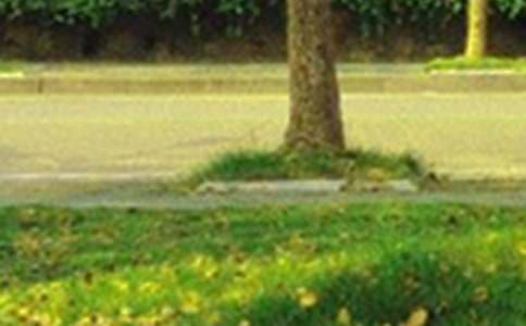 2025年通用生活早安心语28条