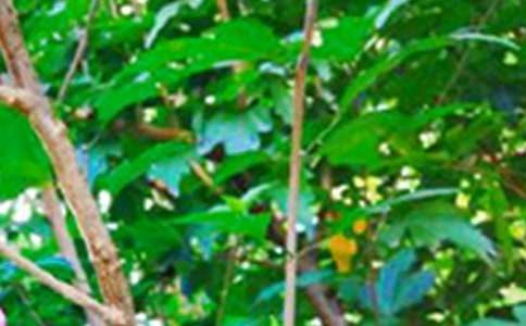 【推荐】2026年生活早安心语语录合集40条